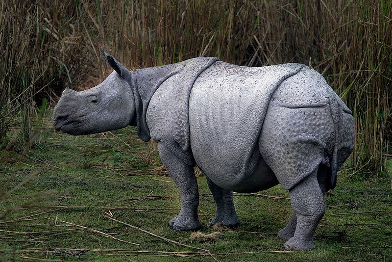 Kaziranga National Park